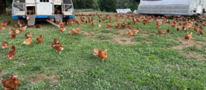 organic chicken farm