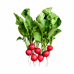 chemical free homegrown radishes