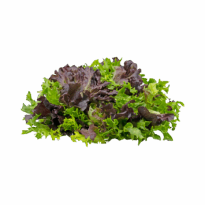 Homegrown Chemical Free Cut Lettuce
